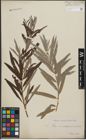 Foto von Salix purpurea L. x Salix viminalis L.